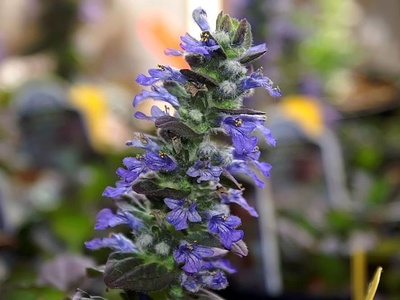 Creeping Bugle