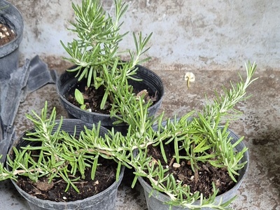 Creeping Rosemary