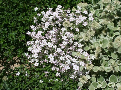 Creeping thyme (flowering)