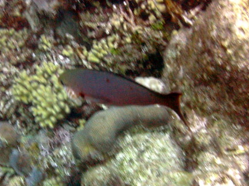 Purple Overbite Fish List of Purple Fish - Flora Fauna Fun