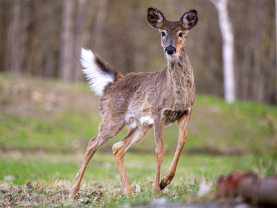 Crested Deer
