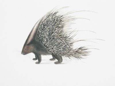 Crested porcupine