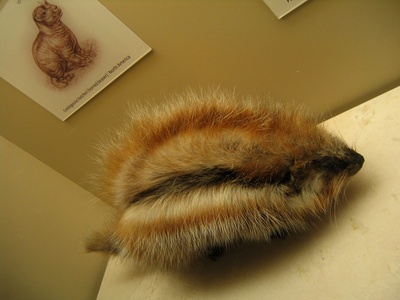 Crested Rat