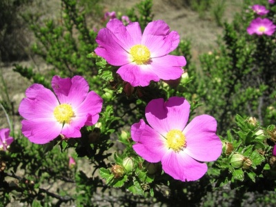 Cretan Rockrose