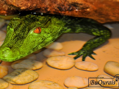 Crocodile