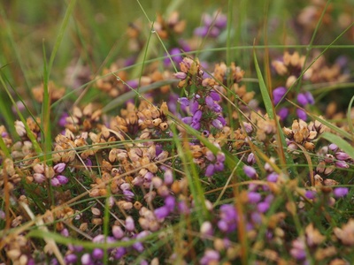 Cross-leaved heath