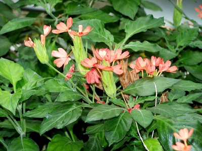 Crossandra