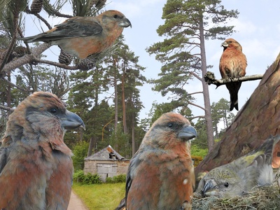 Crossbill