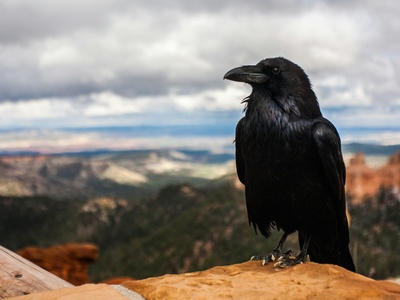 Crow