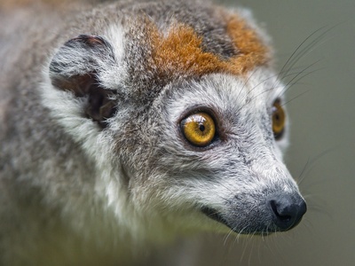 Crowned Lemur