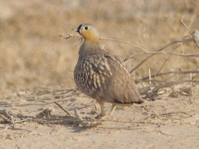 Crowned Sandgrouse