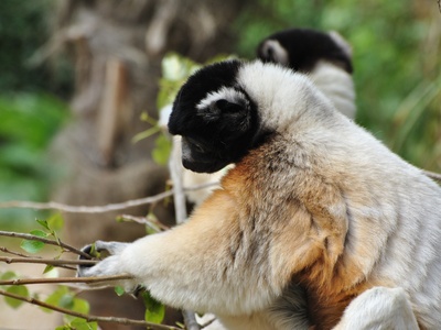 Crowned Sifaka