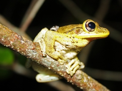 Cuban Treefrog