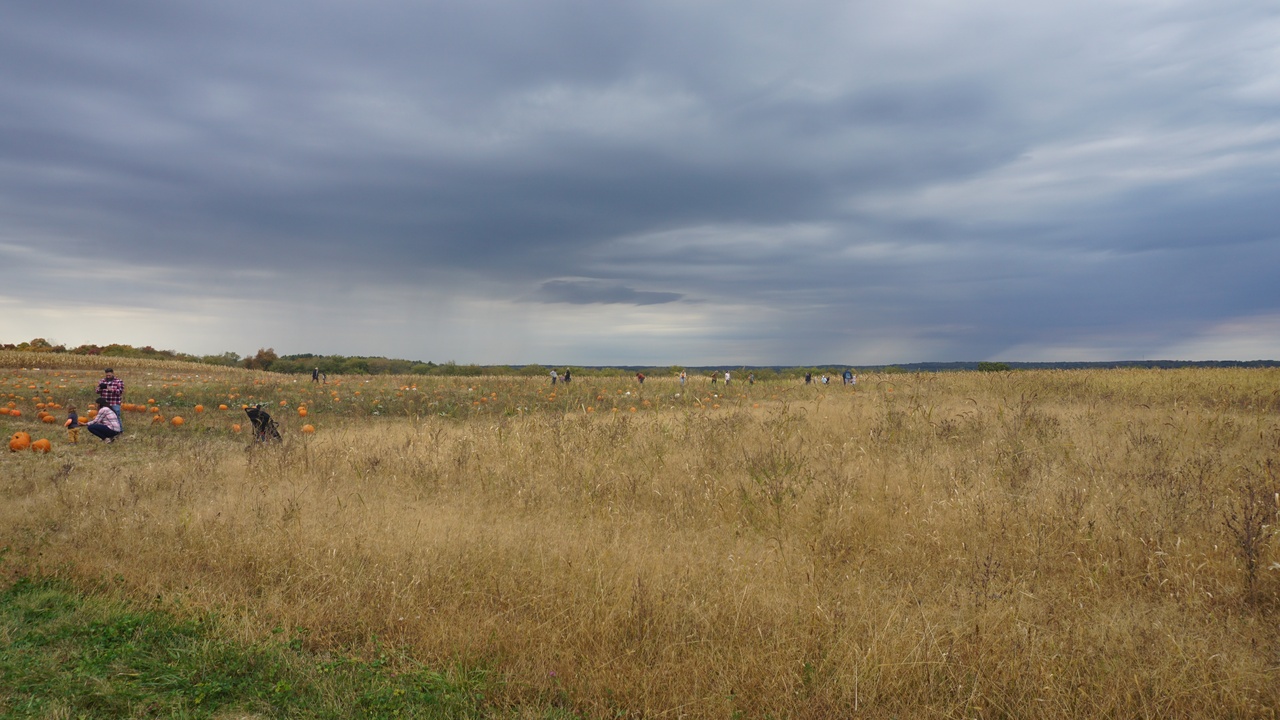 Pumpkin patch with harvesting and display of winter squash at a market