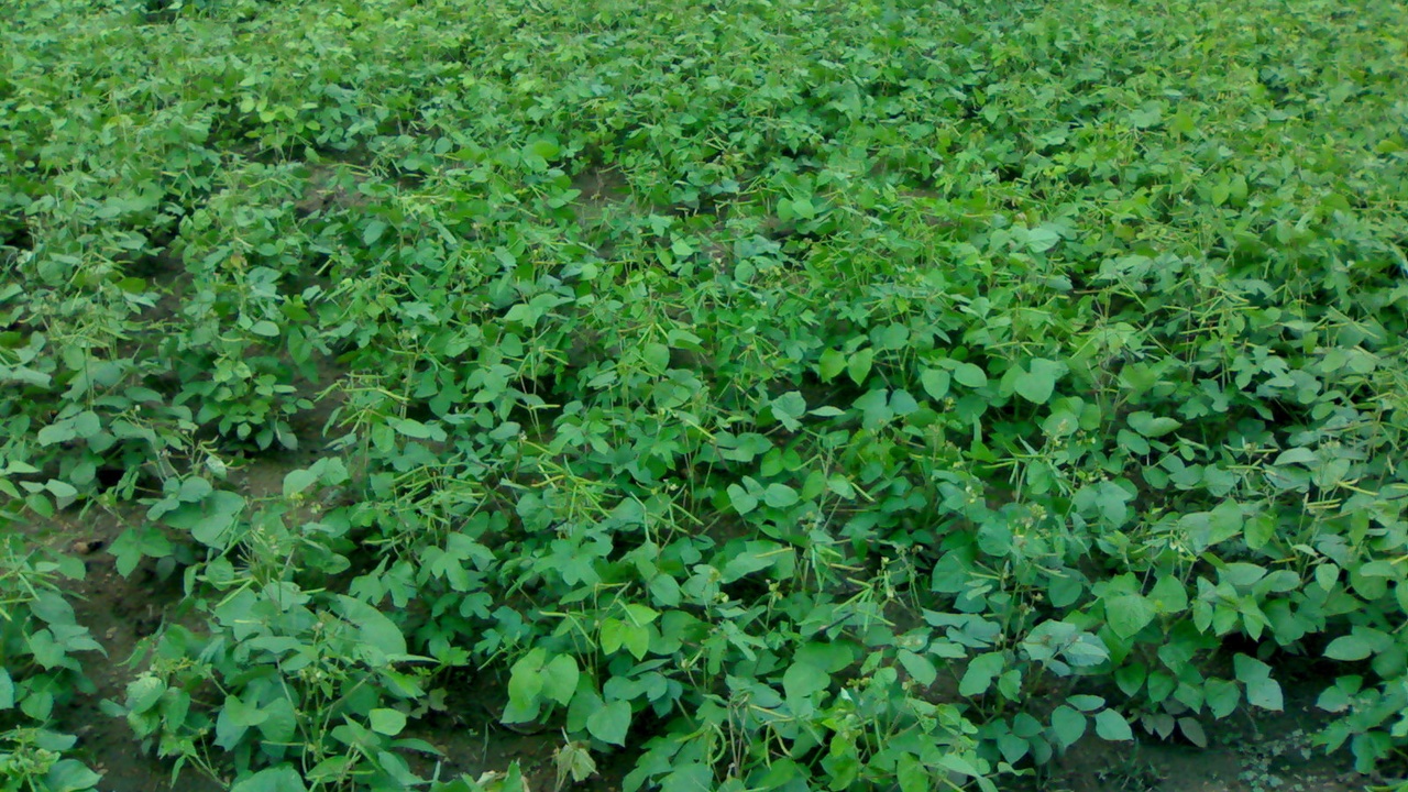 Farmers harvesting green and yellow bean pods in a sunny field