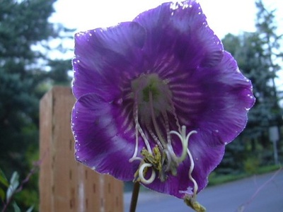 Cup and Saucer Vine