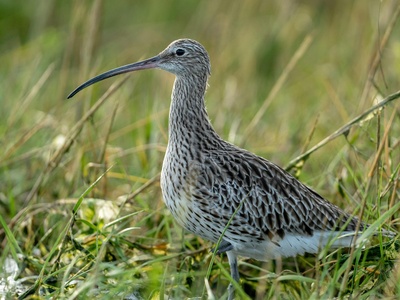 Curlew