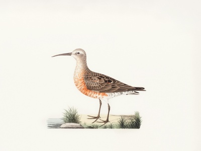 Curlew Sandpiper