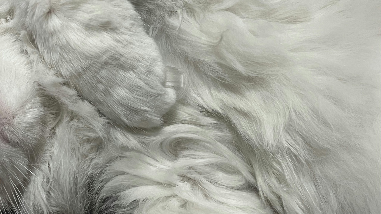 Curly coated cats like Cornish Rex and Devon Rex on a blanket