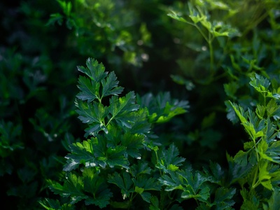 Curly Parsley