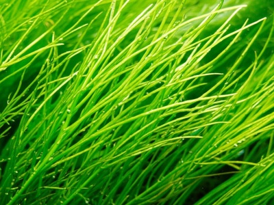 Curly Waterweed