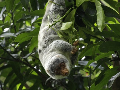 Cuscus (Common Spotted)