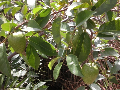 Custard apple (bullock's heart)