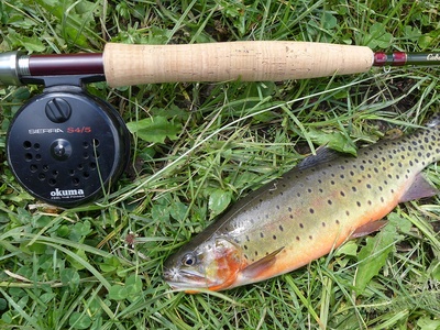 Cutthroat