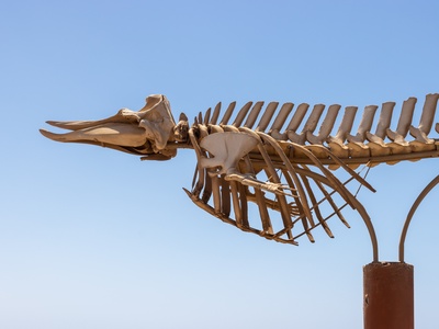 Cuvier's Beaked Whale