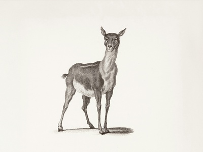 Cuvier's gazelle