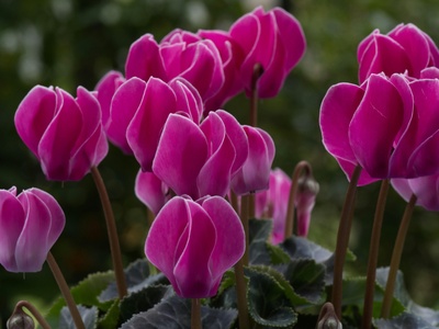 Cyclamen