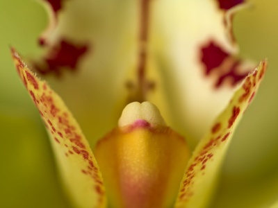 Cymbidium Orchid