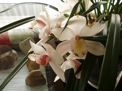 Cymbidium orchid