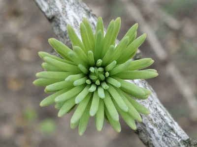 Dahurian Larch