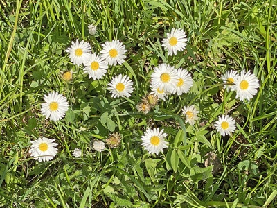 Daisy