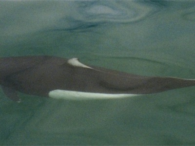 Dall's Porpoise
