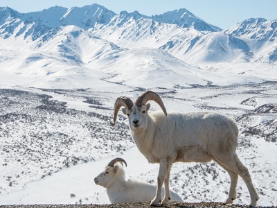 Dall Sheep