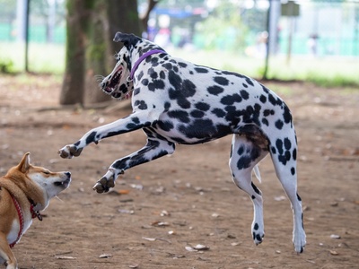 Dalmatian