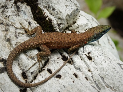 Dalmatian Algyroides