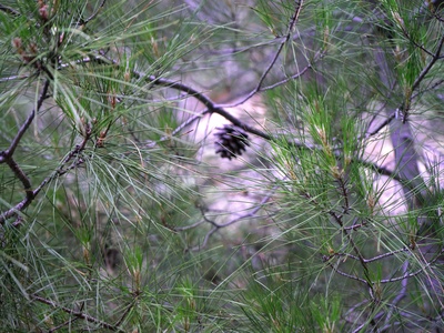 Dalmatian Black Pine
