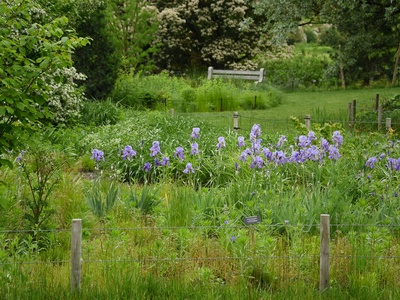 Dalmatian Iris
