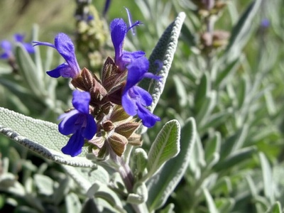 Dalmatian Sage
