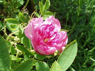Damask Rose