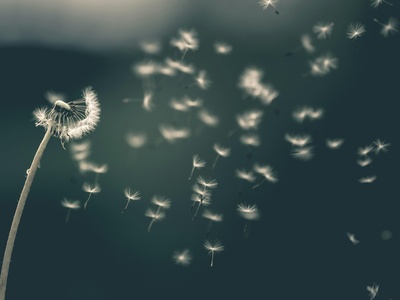 Dandelion