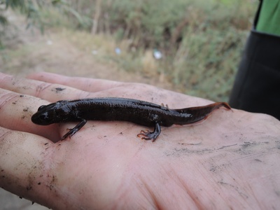 Danube Crested Newt