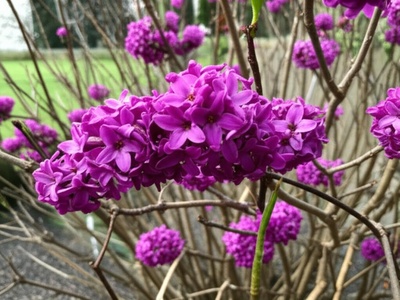 Daphne