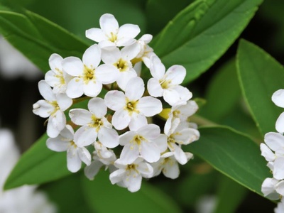 Daphne