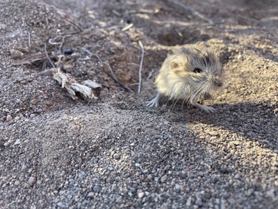 Dark Kangaroo Mouse