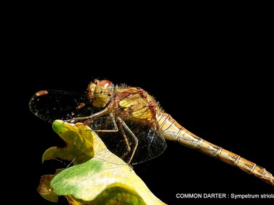 Darter