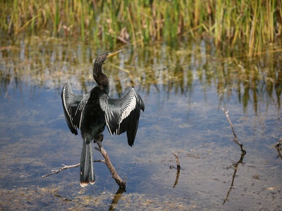 Darter